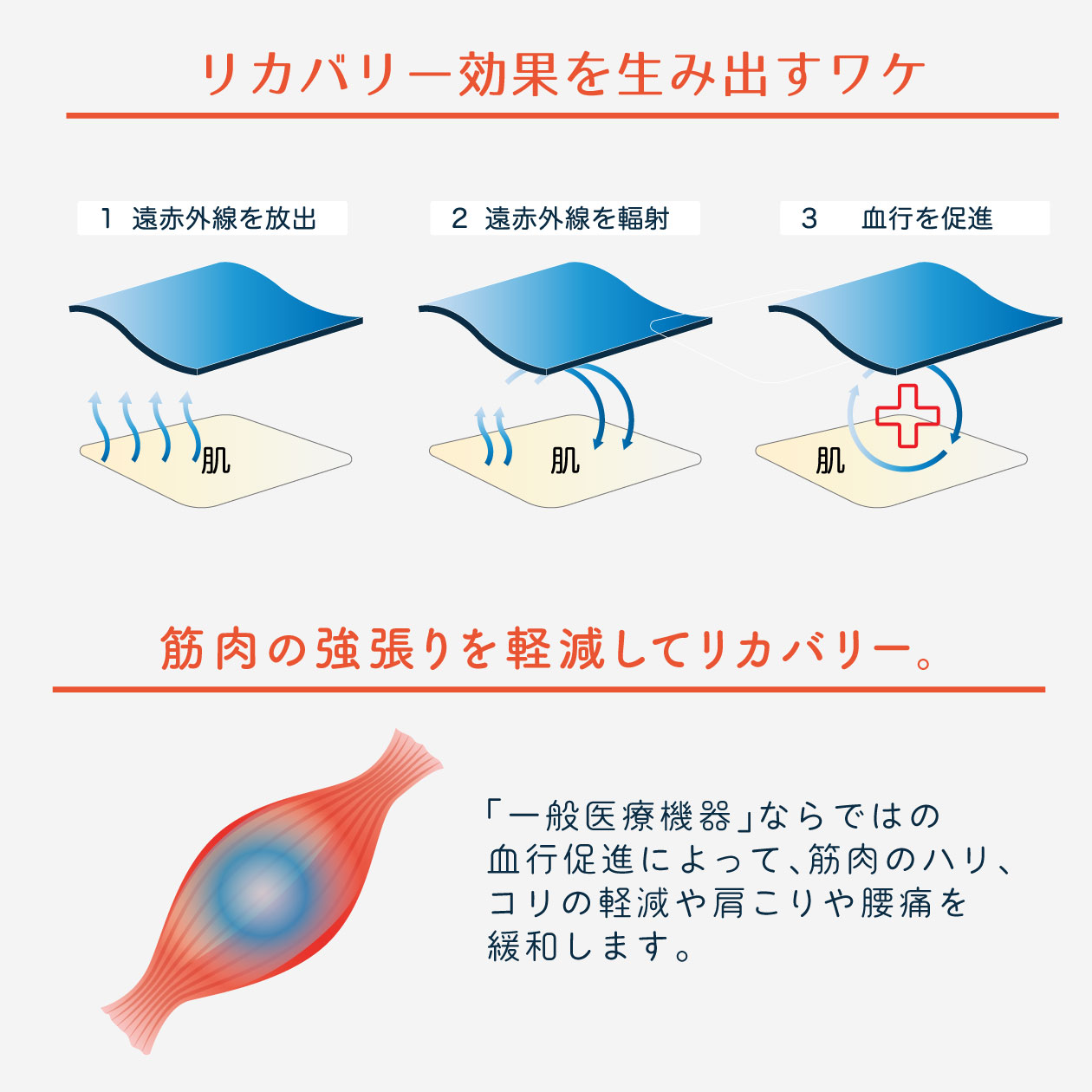 りかばりーこうか・筋肉の
